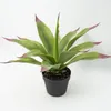 Planta Gasteria - Color Unico en Multicolor - Decoración, Uruguay | Indian, vista 1 de 4