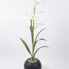 Planta Orquídea - Color Unico en Multicolor - Decoración, Uruguay | Indian, vista 1 de 4
