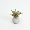 Planta Moa Mini, Mix - Color Unico en Multicolor - Decoración, Uruguay | Indian, vista 1 de 2