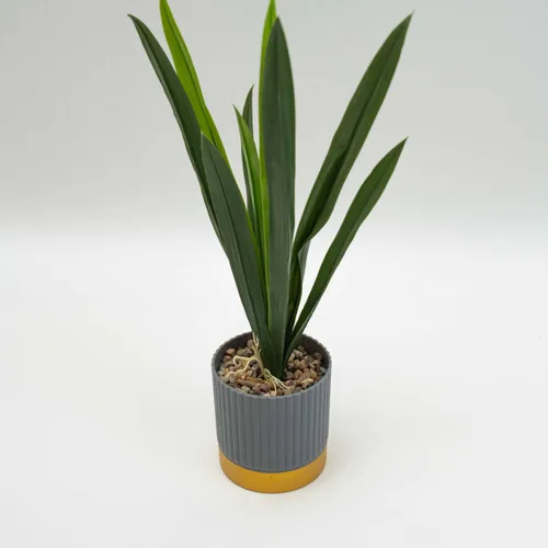 Planta Verdalia Mix - Color Unico en Multicolor - Decoración, Uruguay | Indian