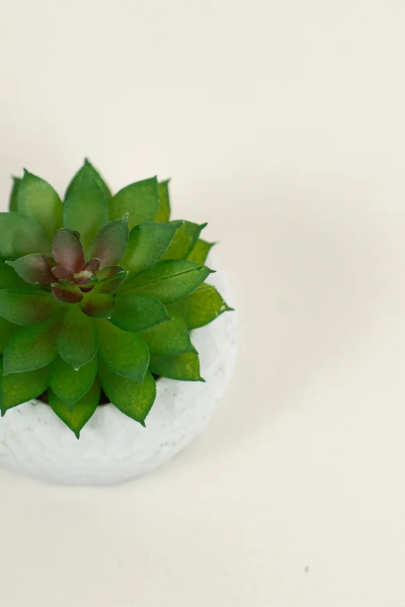 Planta Suculenta 690 Mini, Mix - Color Unico en Multicolor - Muebles para el exterior, Uruguay | Indian, vista 2