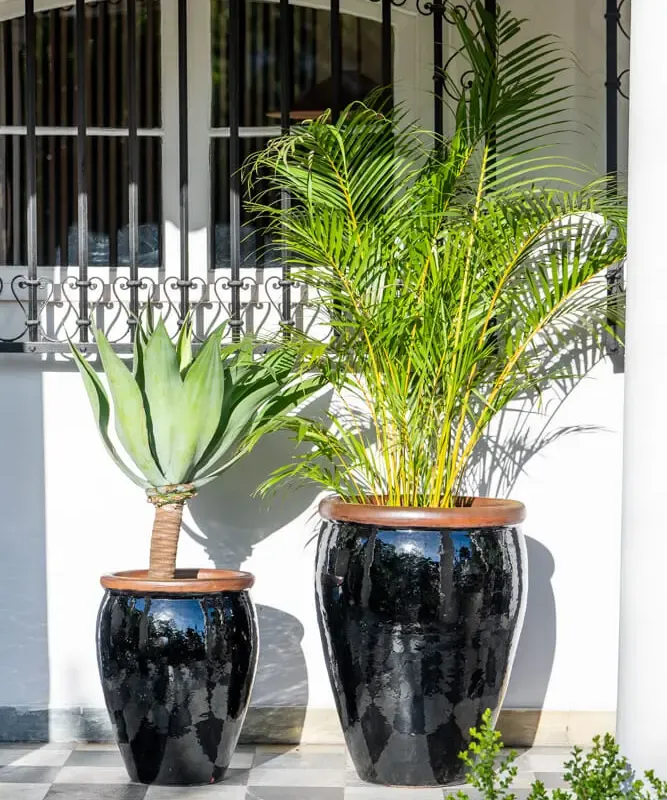 Ernest Black en Negro - Macetas, Uruguay | Balcony