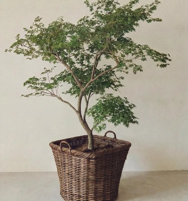 CESTA RATÁN CUADRADA - Canastos, Uruguay | Zara Home
