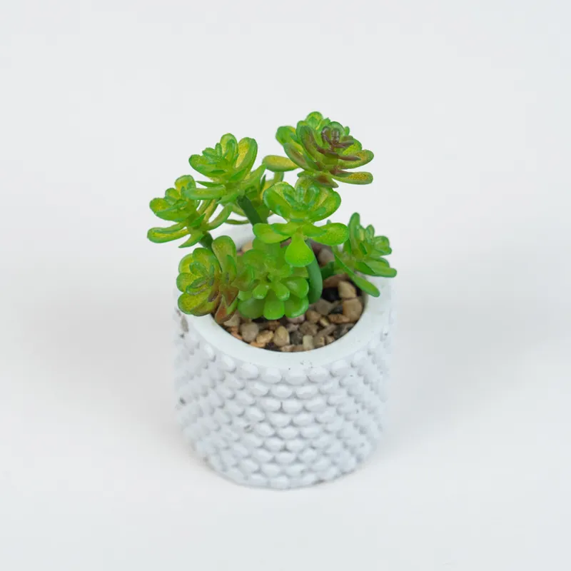 Planta Suculenta 691 Mini, Mix - Color Unico en Multicolor - Muebles para el exterior, Uruguay | Indian