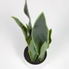 Planta artificial Sansevieria con maceta blanco 55 cm en Blanco, Uruguay | Kavehome, vista 4 de 6