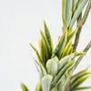 Planta Bambú - Color Unico en Multicolor - Decoración, Uruguay | Indian, vista 4 de 4