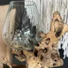 Jarrón de vidrio con base de raíz – Diámentro 25cm - Decoración, Uruguay | Balihai, vista 2 de 3