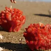 VELA CERABELLA CORAL  en Rojo - Velas y Portavelas, Uruguay | Masinfinito Casa, vista 2 de 2