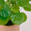 Planta artificial Bailey con maceta de cerámica rosa 21,6 cm en Rosa - Macetas, Uruguay | Kavehome, vista 7 de 7