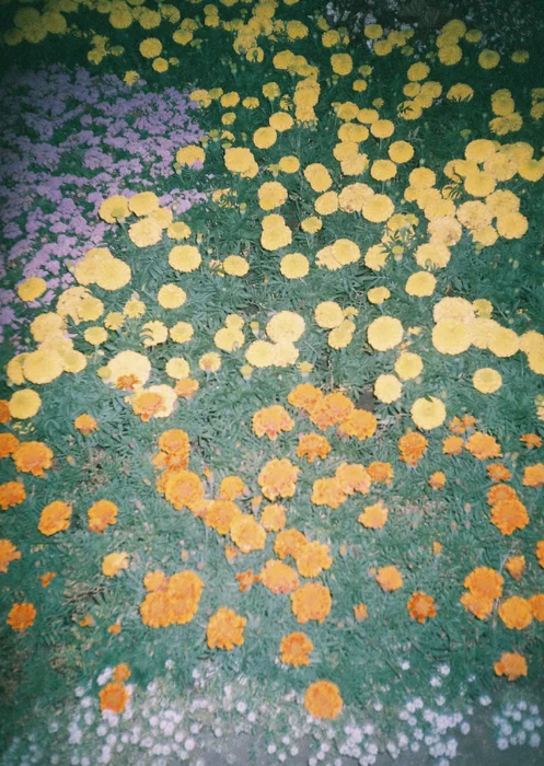 Flores 1 - Láminas, Uruguay | Mara Estudio