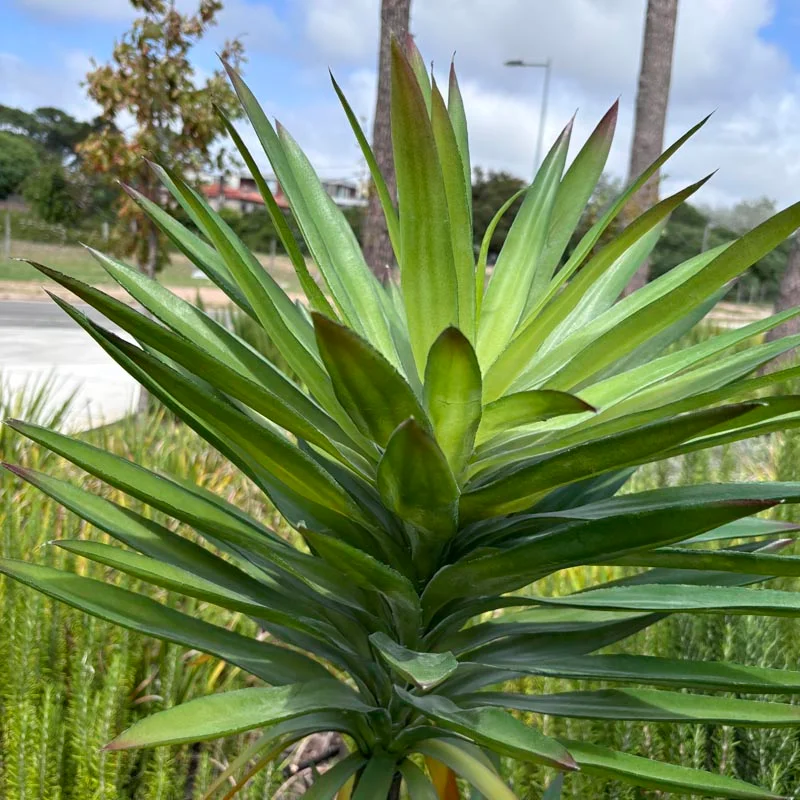 Planta artificial Yucca 165cm - Macetas, Uruguay | Alta Gracia Deco, vista 3