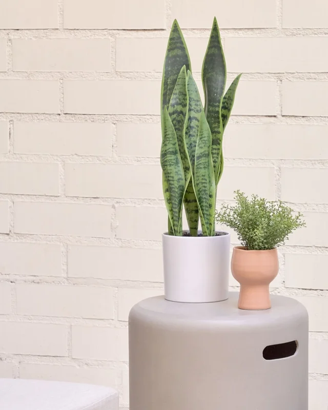 Planta artificial Sansevieria con maceta blanco 55 cm en Blanco - Macetas, Uruguay | Kavehome, vista 3