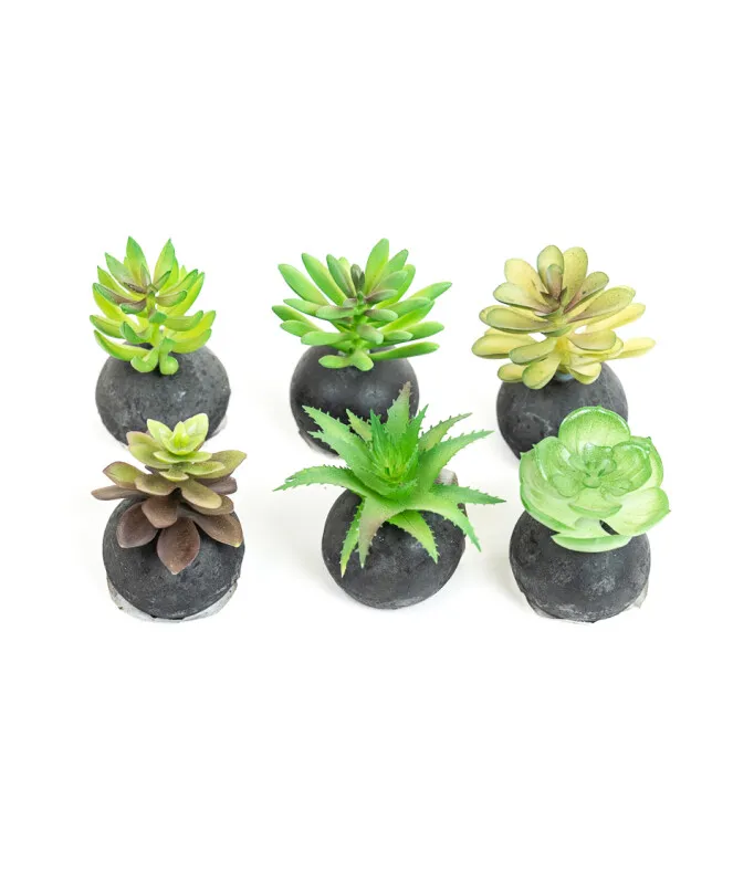 Planta Moa Mini, Mix - Color Unico en Multicolor - Decoración, Uruguay | Indian