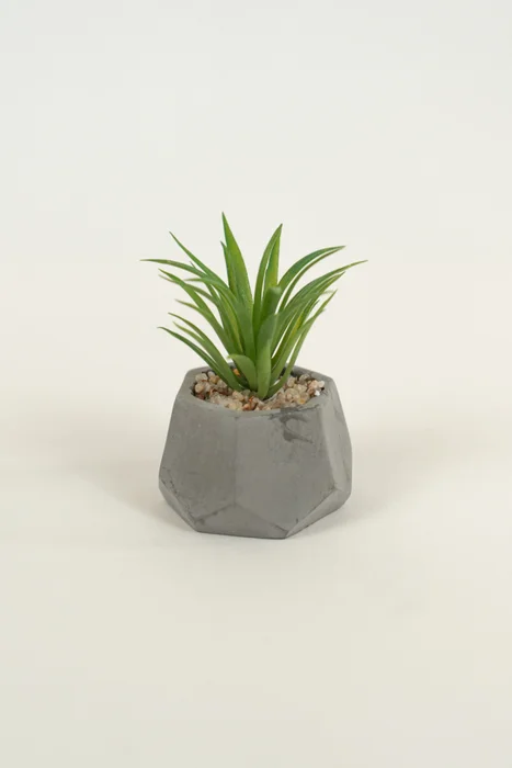 Planta Suculenta 696 Mini, Mix - Color Unico en Multicolor - Muebles para el exterior, Uruguay | Indian