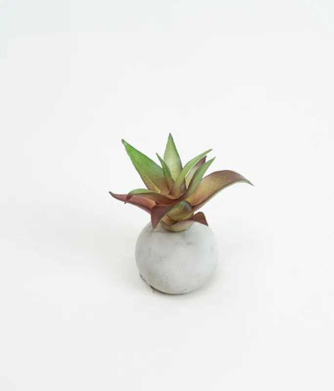 Planta Moa Mini, Mix - Color Unico en Multicolor - Decoración, Uruguay | Indian
