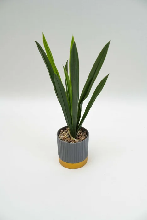 Planta Verdalia Mix - Color Unico en Multicolor - Decoración, Uruguay | Indian