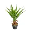 Planta Aloe 60cm - Color Unico en Multicolor - Muebles para el exterior, Uruguay | Indian, vista 4 de 4