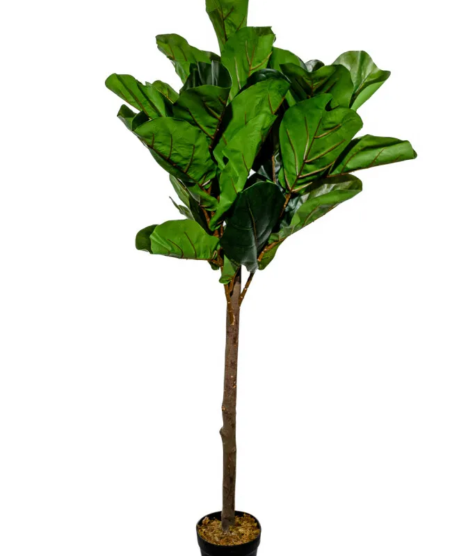 Planta Higuera 130cm - Color Unico en Multicolor - Muebles para el exterior, Uruguay | Indian