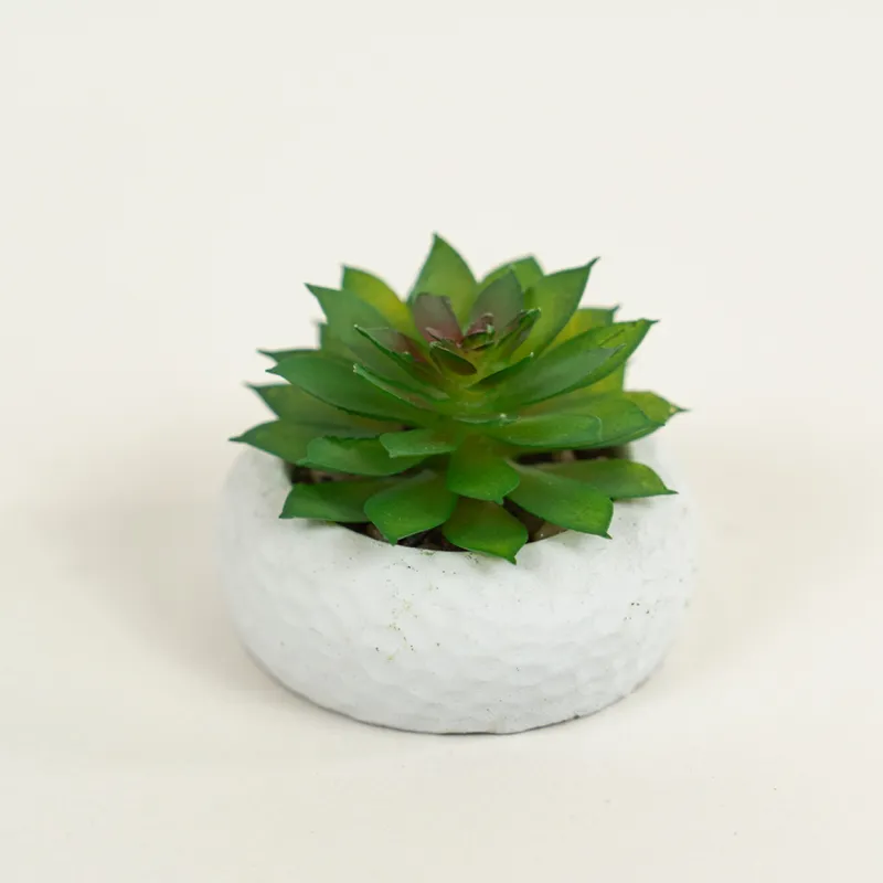 Planta Suculenta 690 Mini, Mix - Color Unico en Multicolor - Muebles para el exterior, Uruguay | Indian