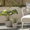 Planta artificial Alocasia Odora con maceta negro 57 cm en Negro, Uruguay | Kavehome, vista 2 de 5
