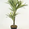 Planta White Grass 70cm - Color Unico en Multicolor - Muebles para el exterior, Uruguay | Indian, vista 1 de 4