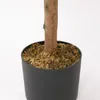Planta Ficus Lira 110cm - Color Unico en Multicolor - Muebles para el exterior, Uruguay | Indian, vista 4 de 4