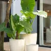 William Creamy White - Macetas, Uruguay | Balcony, vista 1 de 5