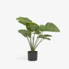 Planta artificial Alocasia Odora con maceta negro 57 cm en Negro, Uruguay | Kavehome, vista 1 de 5