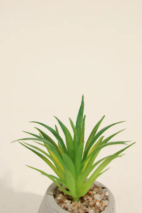 Planta Suculenta 694 Mini, Mix - Color Unico en Multicolor - Muebles para el exterior, Uruguay | Indian, vista 3
