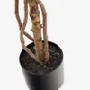 Árbol artificial Ficus con maceta negra 180 cm en Madera natural - Macetas, Uruguay | Kavehome, vista 4 de 5