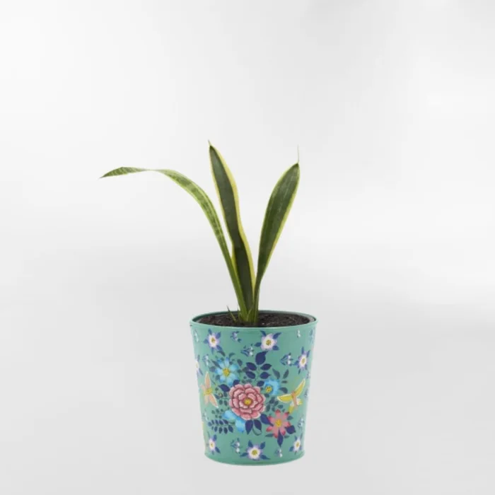 MACETERO FRIDA Celeste Small - Decoración, Uruguay | Viasono, vista 2