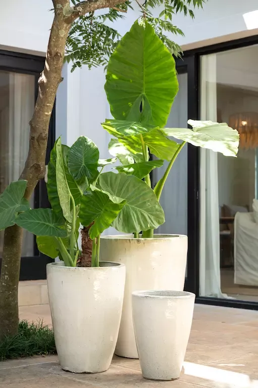 William Creamy White en Blanco - Macetas, Uruguay | Balcony
