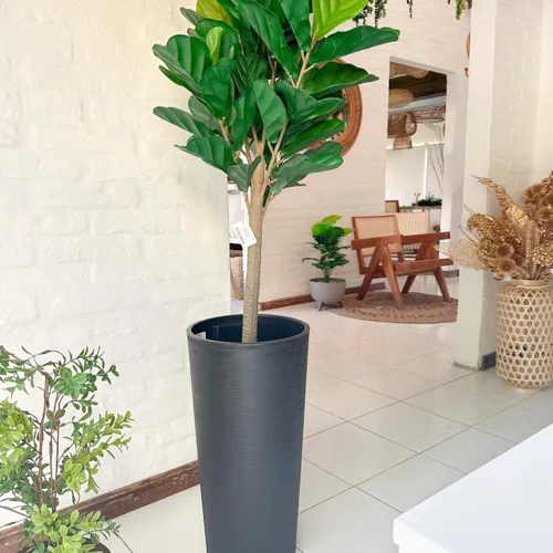 Ficus Lirata en Negro - Decoración, Uruguay | Indrana