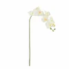 Tallo Orquídea blanco - Decoración, Uruguay | Martinika Deco, vista 10 de 12