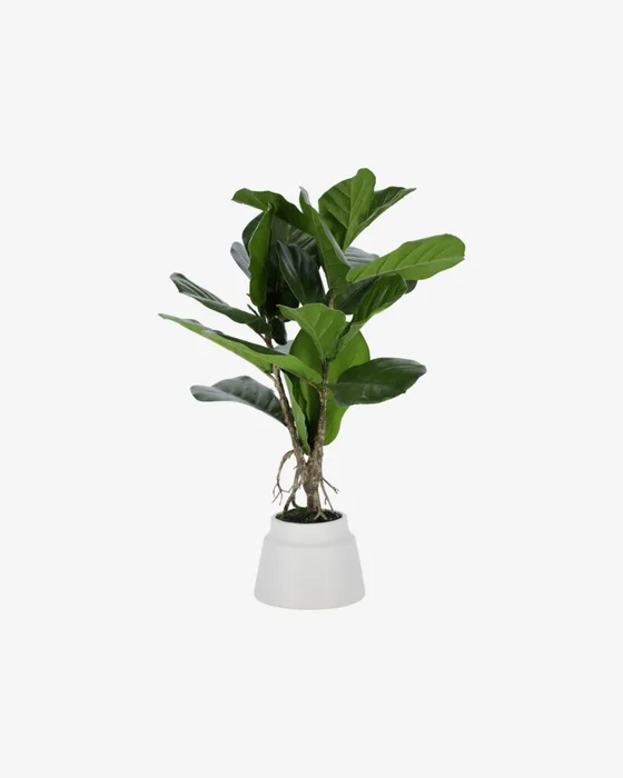 Planta artificial Lyrata con maceta de cerámica blanco 60 cm en Verde - Macetas, Uruguay | Kavehome