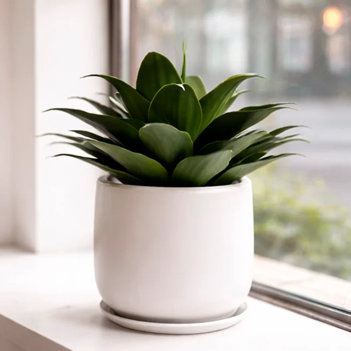 Planta artifical Agave 40cm sin maceta en Verde - Macetas, Uruguay | Alta Gracia Deco, vista 4