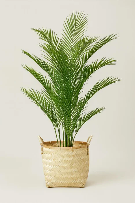 Palmera en Negro - Decoración, Uruguay | Indrana
