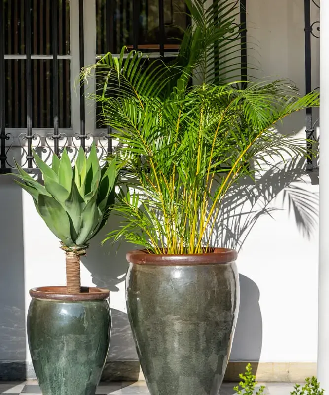 Ernest Moss Green en Mediana - Macetas, Uruguay | Balcony