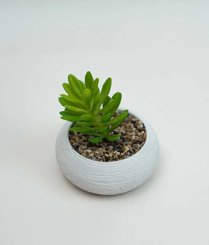 Planta Quovi - Estampado 2 en Multicolor - Decoración, Uruguay | Indian