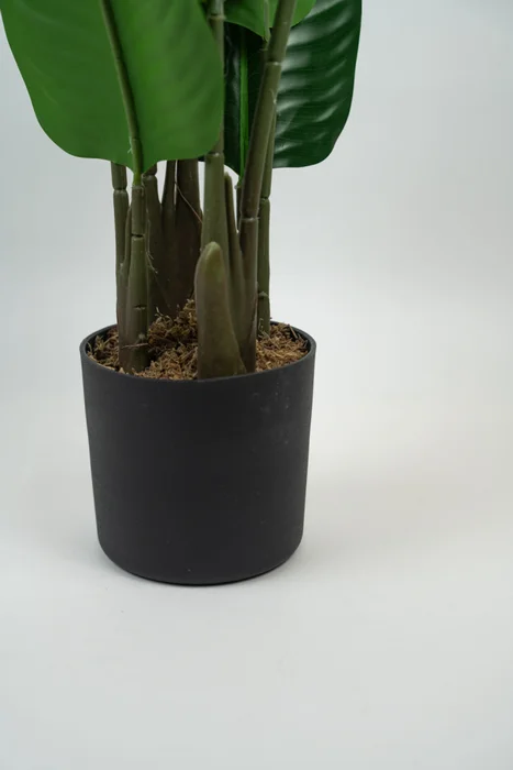 Planta Alocasia - Color Unico en Multicolor - Muebles para el exterior, Uruguay | Indian, vista 3