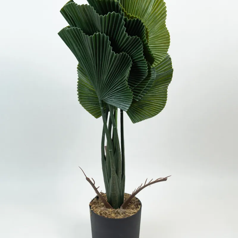 Planta Alocasia Gageana - Color Unico en Multicolor - Muebles para el exterior, Uruguay | Indian