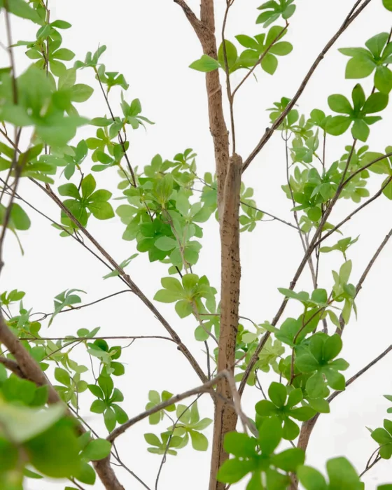 Árbol artificial Enkianthus con maceta negro 214 cm en Madera natural - Macetas, Uruguay | Kavehome, vista 3