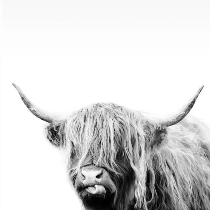 Vaca Highland en Gris - Láminas, Uruguay | Mara Estudio