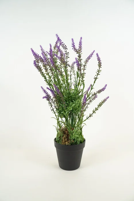 Planta Lavender 48cm - Color Unico en Multicolor - Muebles para el exterior, Uruguay | Indian