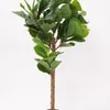 Planta Ficus Lira 110cm - Color Unico en Multicolor - Muebles para el exterior, Uruguay | Indian, vista 1 de 4