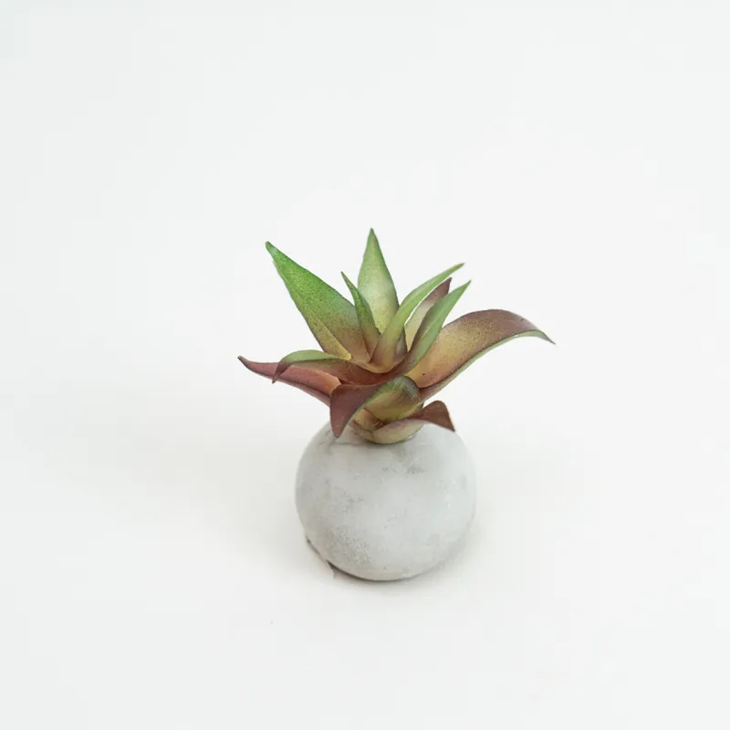 Planta Moa Mini, Mix - Color Unico en Multicolor - Decoración, Uruguay | Indian
