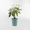 MACETERO FRIDA Celeste Large - Decoración, Uruguay | Viasono, vista 2 de 3