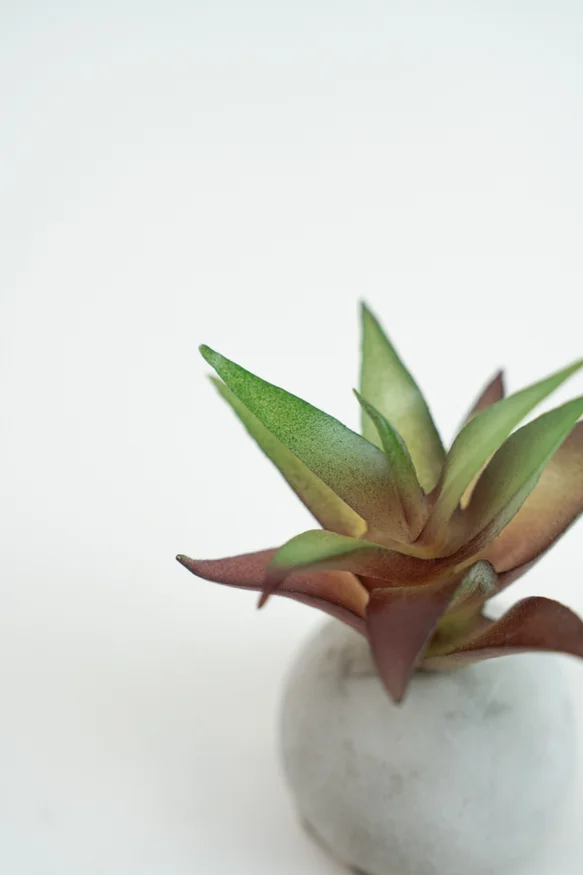 Planta Moa Mini, Mix - Color Unico en Multicolor - Decoración, Uruguay | Indian, vista 2