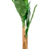 Planta Arum 120cm - Color Unico en Multicolor - Muebles para el exterior, Uruguay | Indian, vista 4 de 4