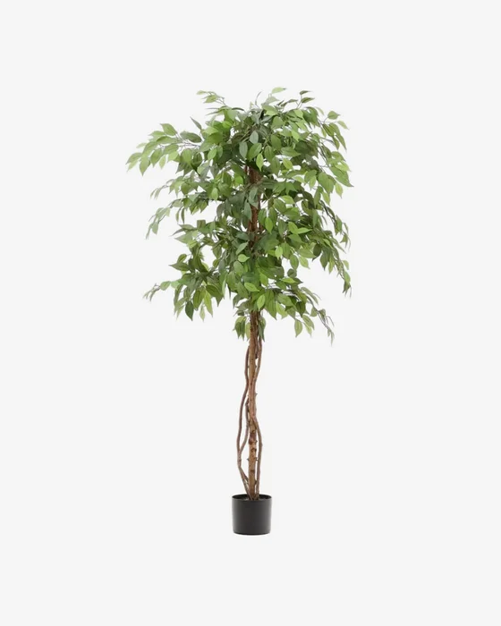 Árbol artificial Ficus con maceta negra 180 cm en Madera natural - Macetas, Uruguay | Kavehome
